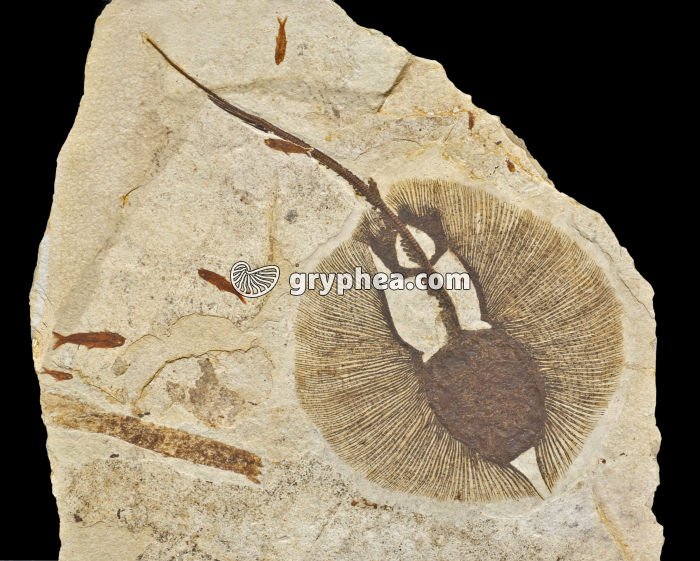 Raie fossile - gryphea.com